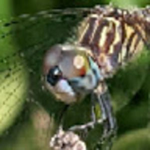 Meet your Posher, Morgan